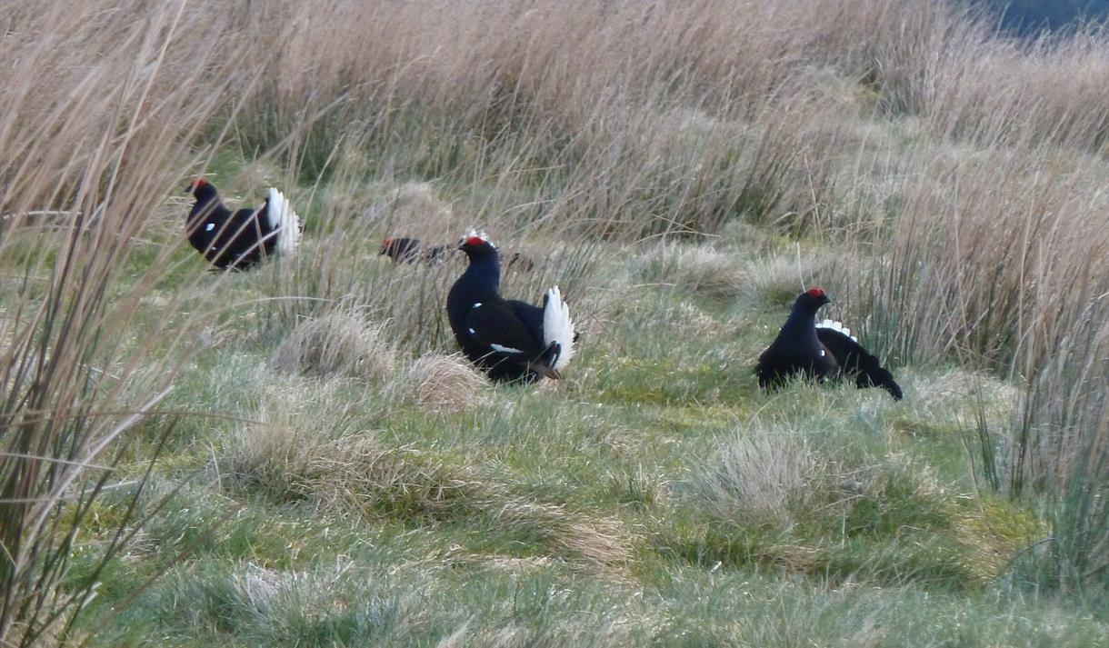 Black grouse group