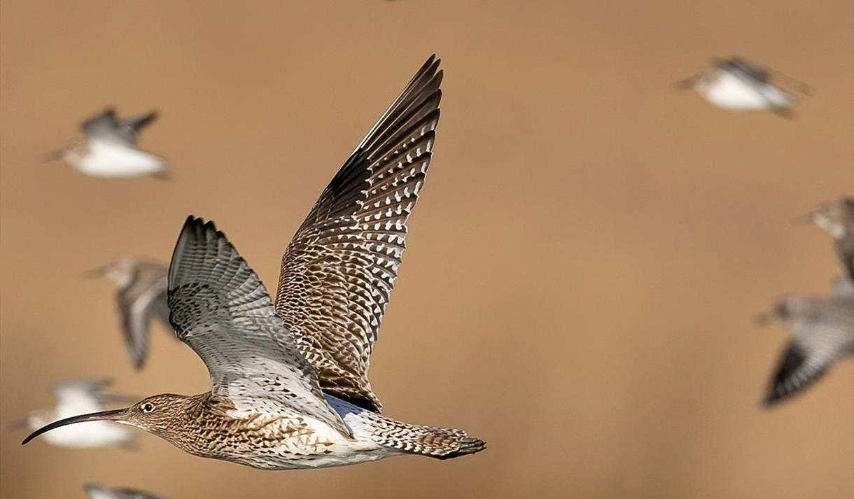 Meet the Birds of the Bay