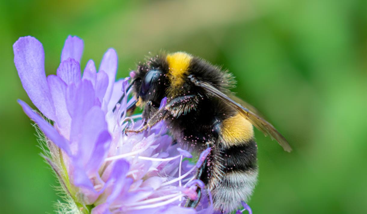 Bumblebee ID (Online)