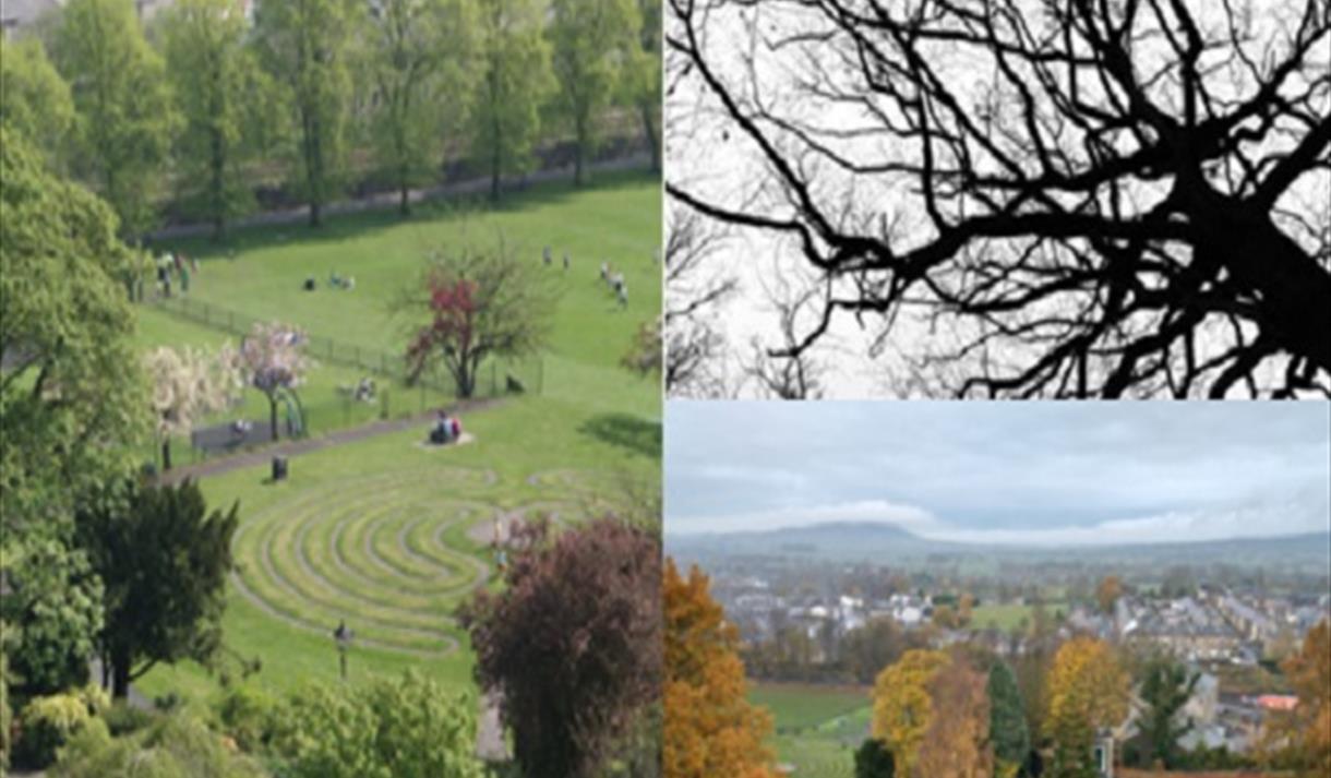 Celebrating National Tree Week and Discovering Winter Trees