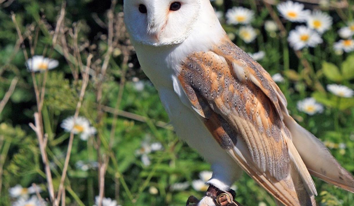 Lancashire Hawks and Owls at Clitheroe Castle Museum