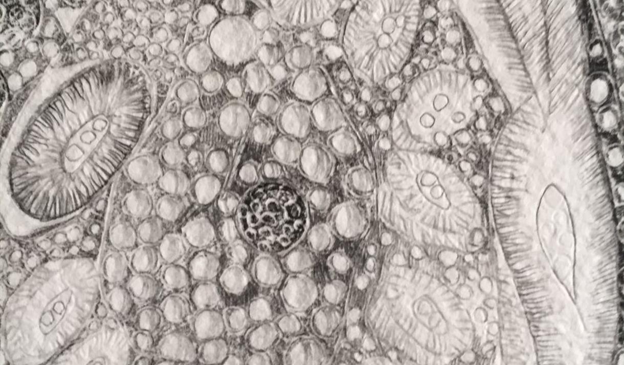 Drawing Workshop with Artist Carolyn Curtis Magri