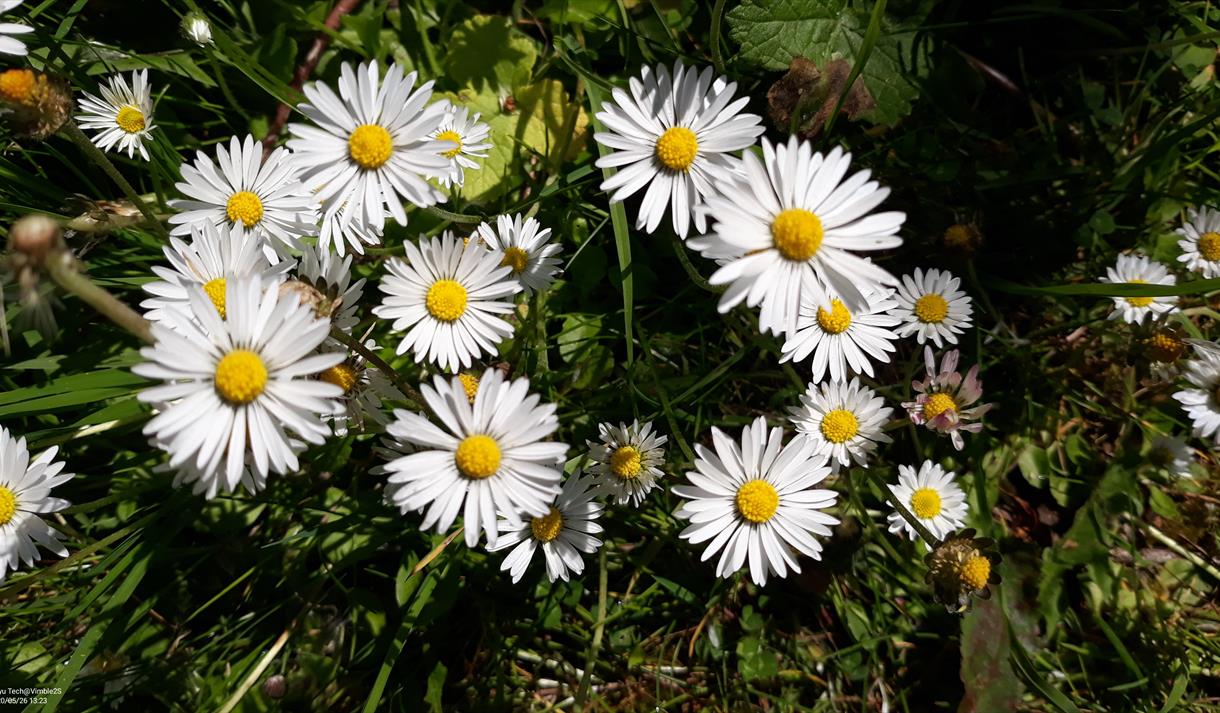 Fabulous Flowers at Heysham Nature Reserve
