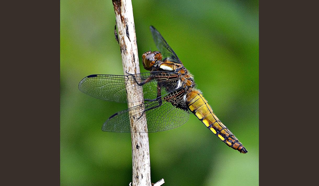 Introduction to Butterflies and Dragonflies at Brockholes