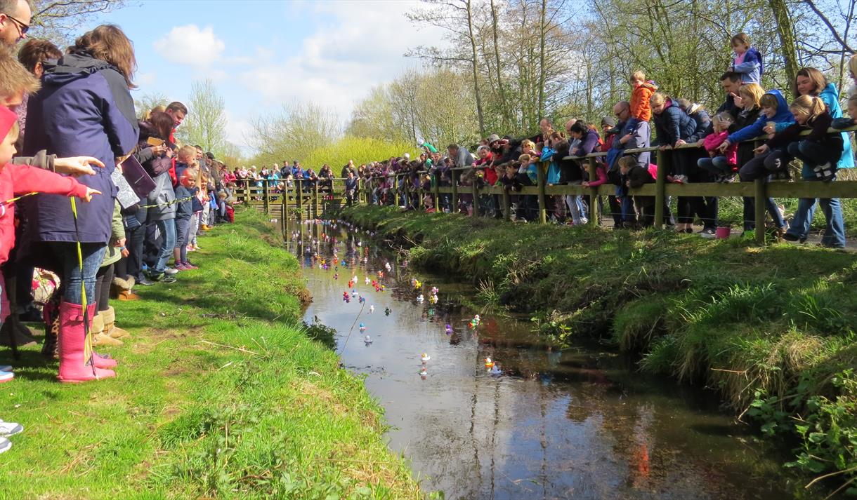 Annual Duck Race at WWT Martin Mere