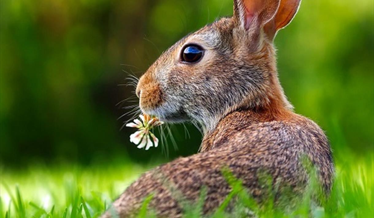 Easter Bunny Trail