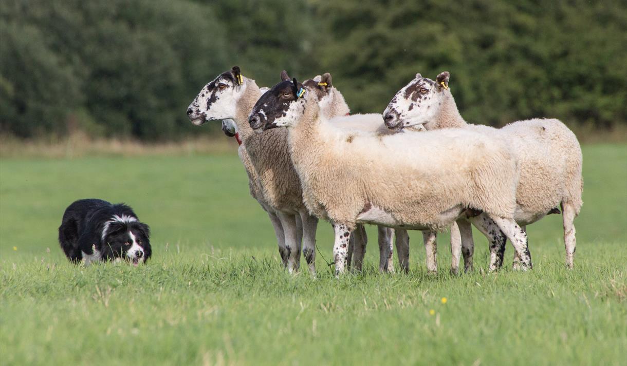 English National Sheepdog Trials at Myerscough College