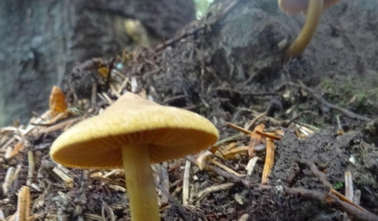 Festival Bowland 2022 - Fungi in the Forest of Bowland (online event)