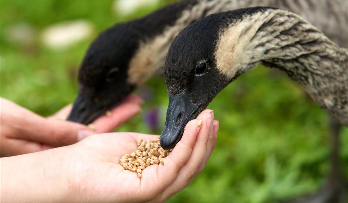 Hand Feeding at WWT Martin Mere