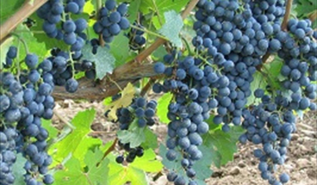 World of Wine - Australia / New Zealand (Preston)