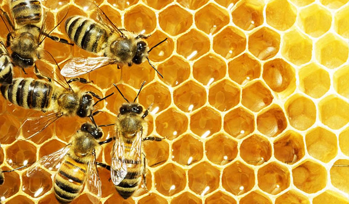 The Buzz About Honey Bees Talk