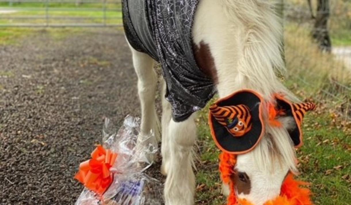 HAPPA's Hooftastic Halloween