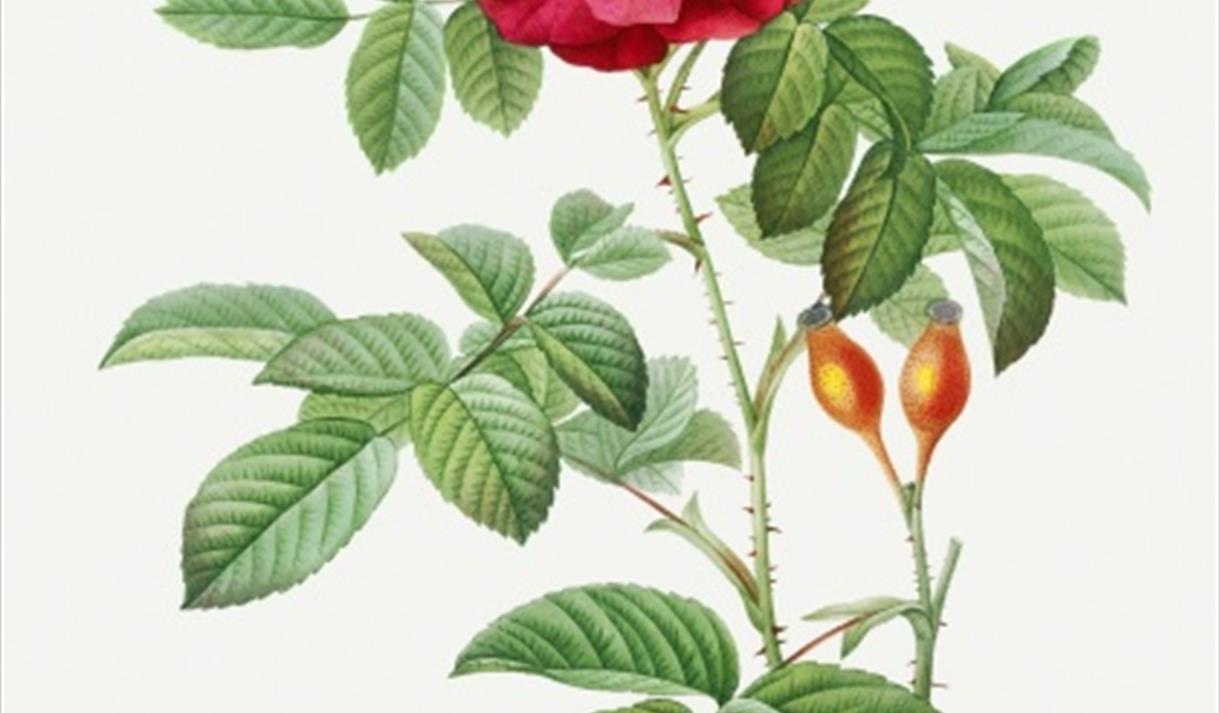 Herbal Rose Balm Workshop