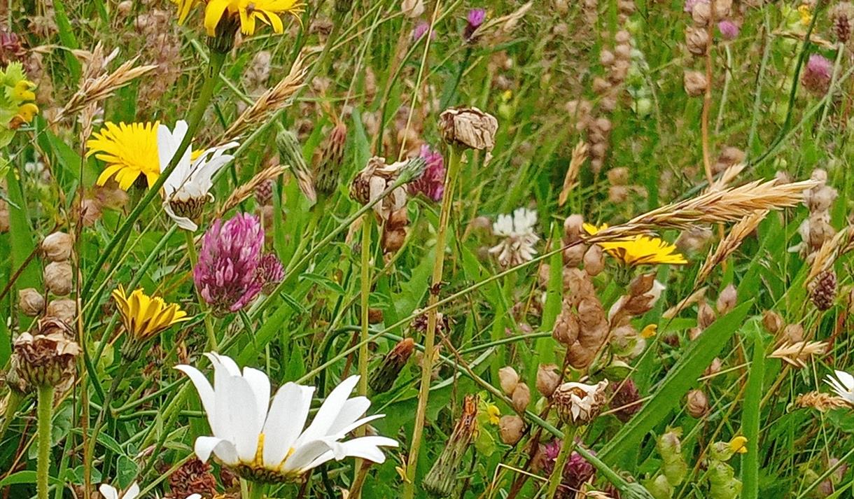 A meadow filled with white, yellow and purple flowers.