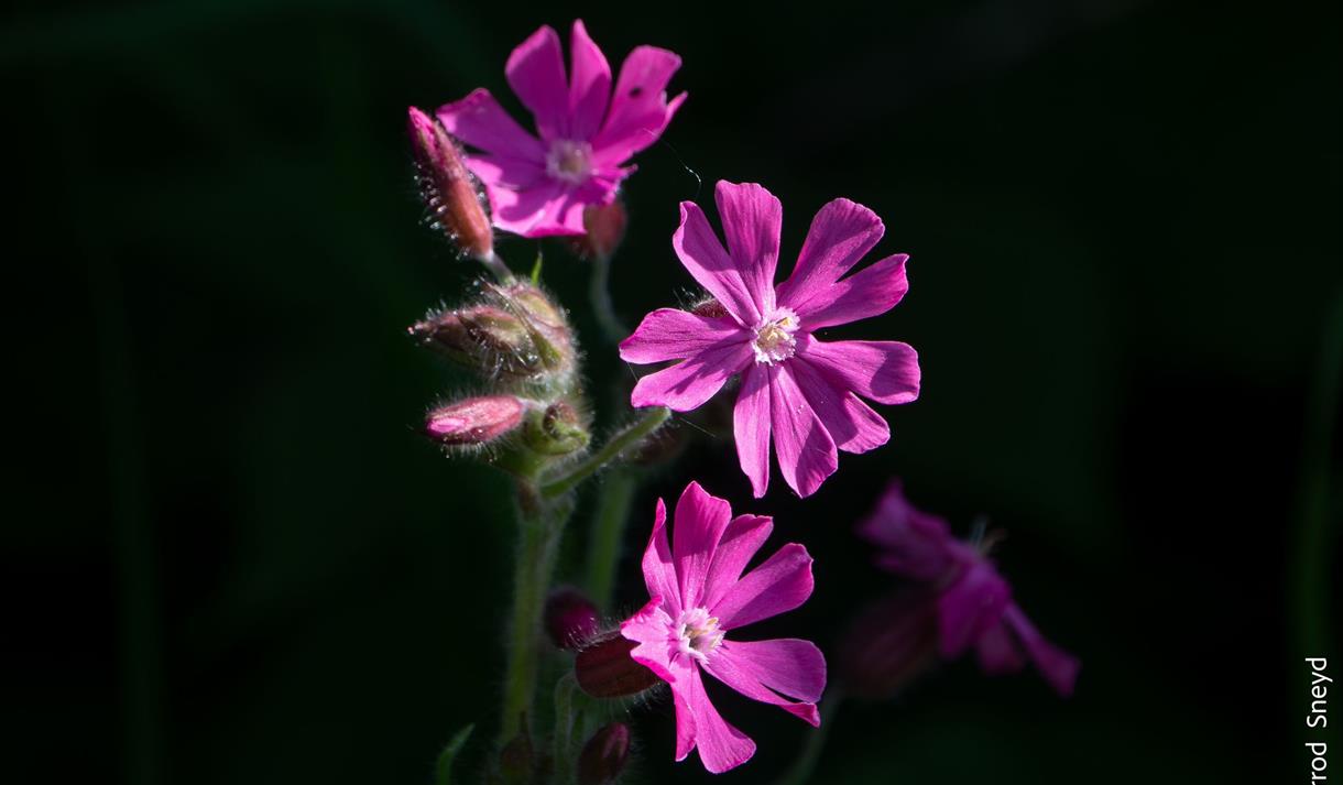 Botany by the Bay