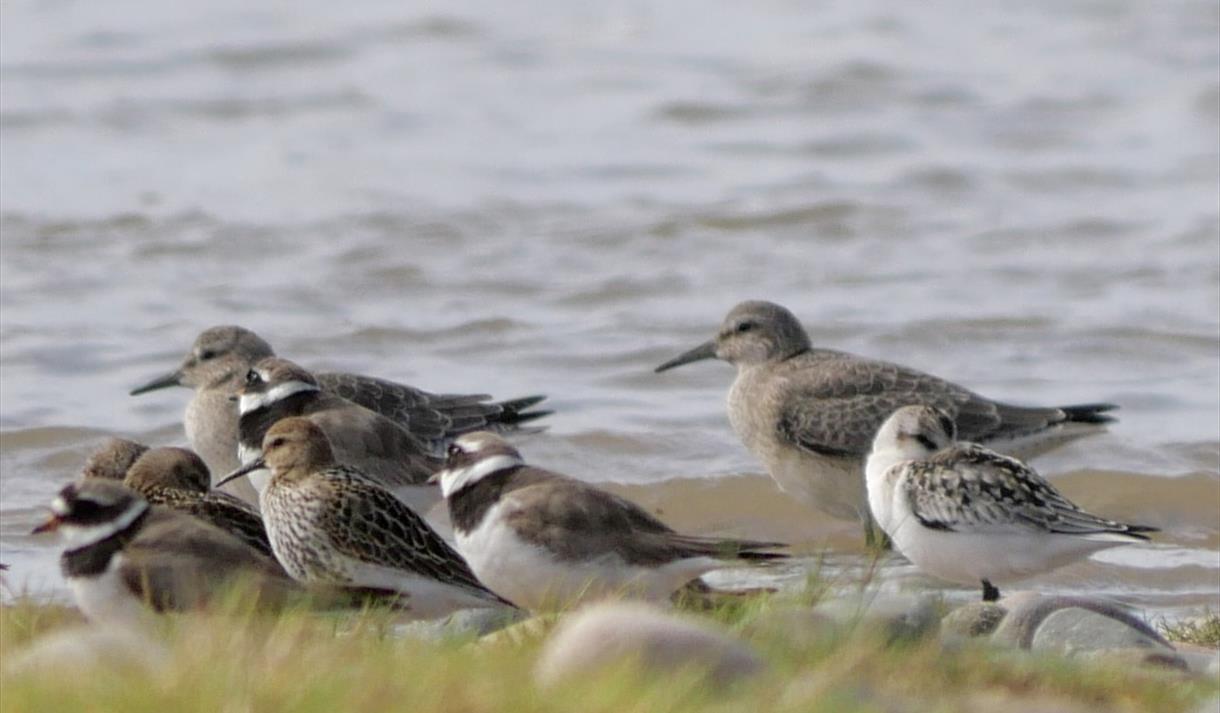 RSPB Fairhaven