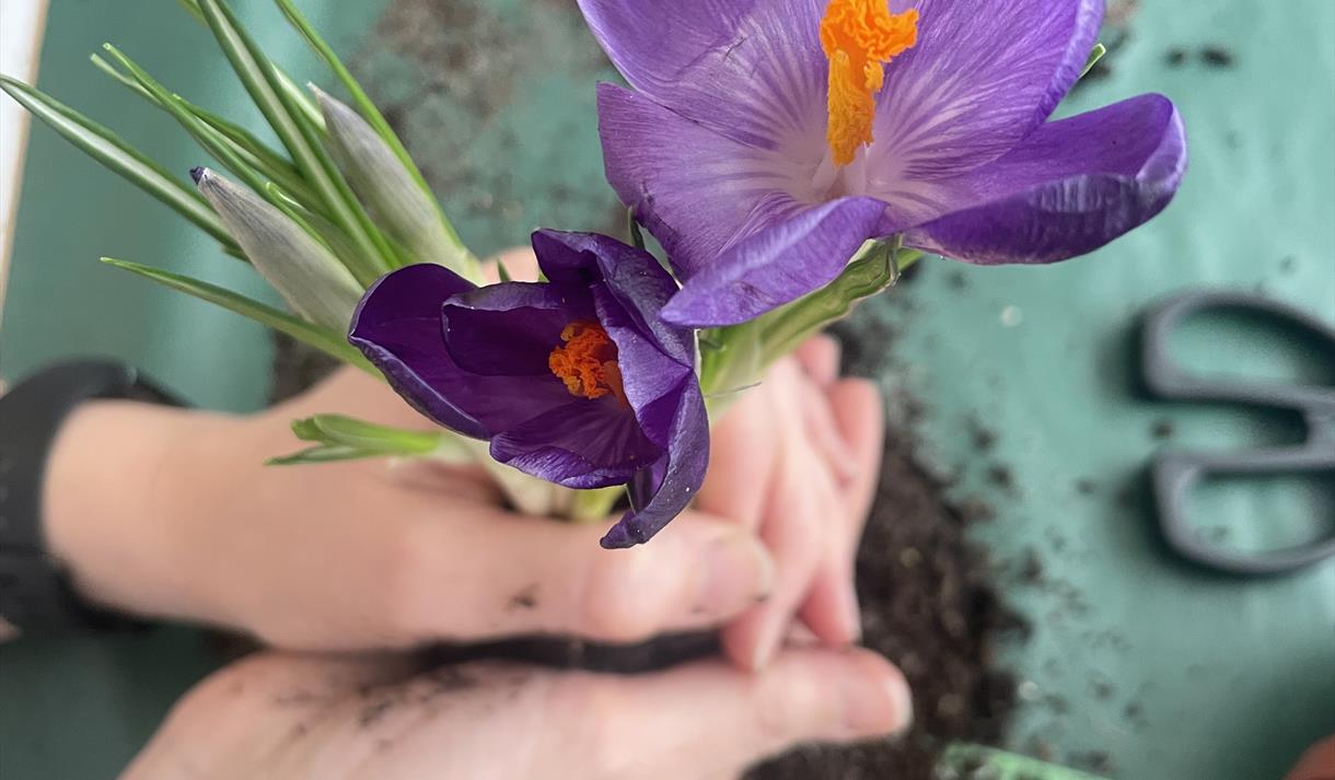 Spring Bulb Kokedama