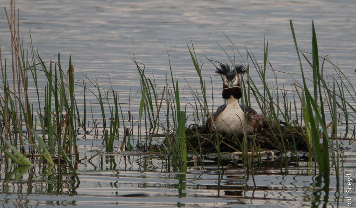 Spring at Leighton Moss