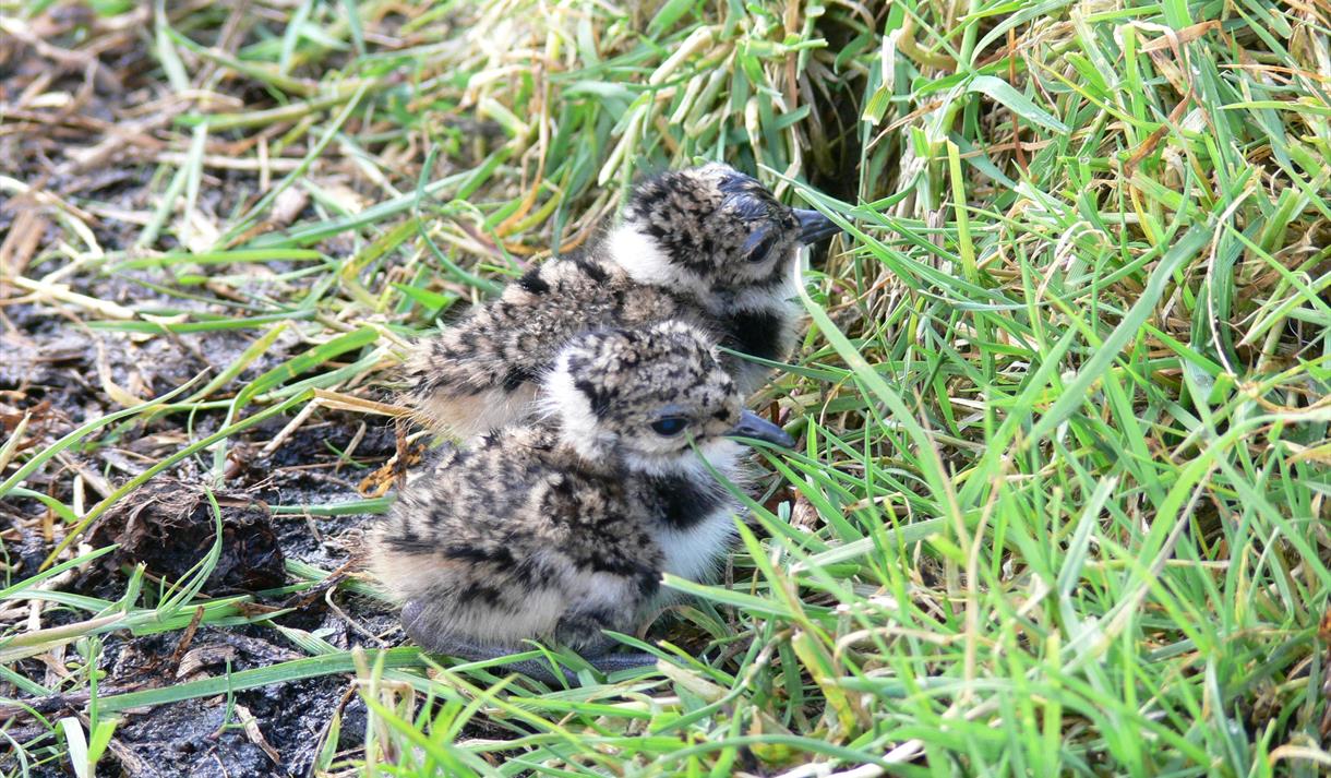 Festival Bowland 2022 - Bowland's Breeding Waders
Lapwing chick
G Thomas
RSPB