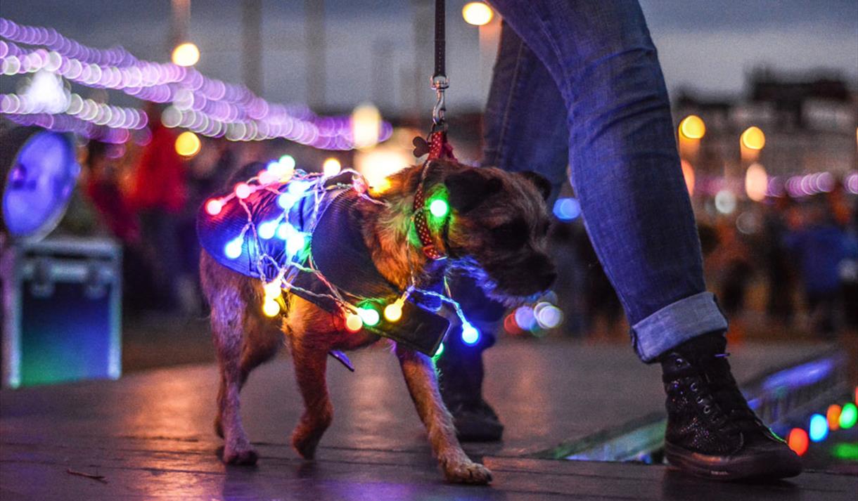 LumiDogs Lightpool Festival 2022