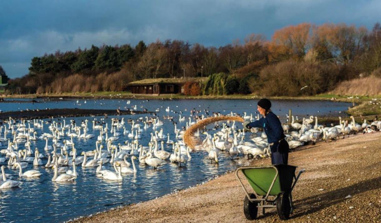 Whooper swan and wild bird feed at WWT Martin Mere