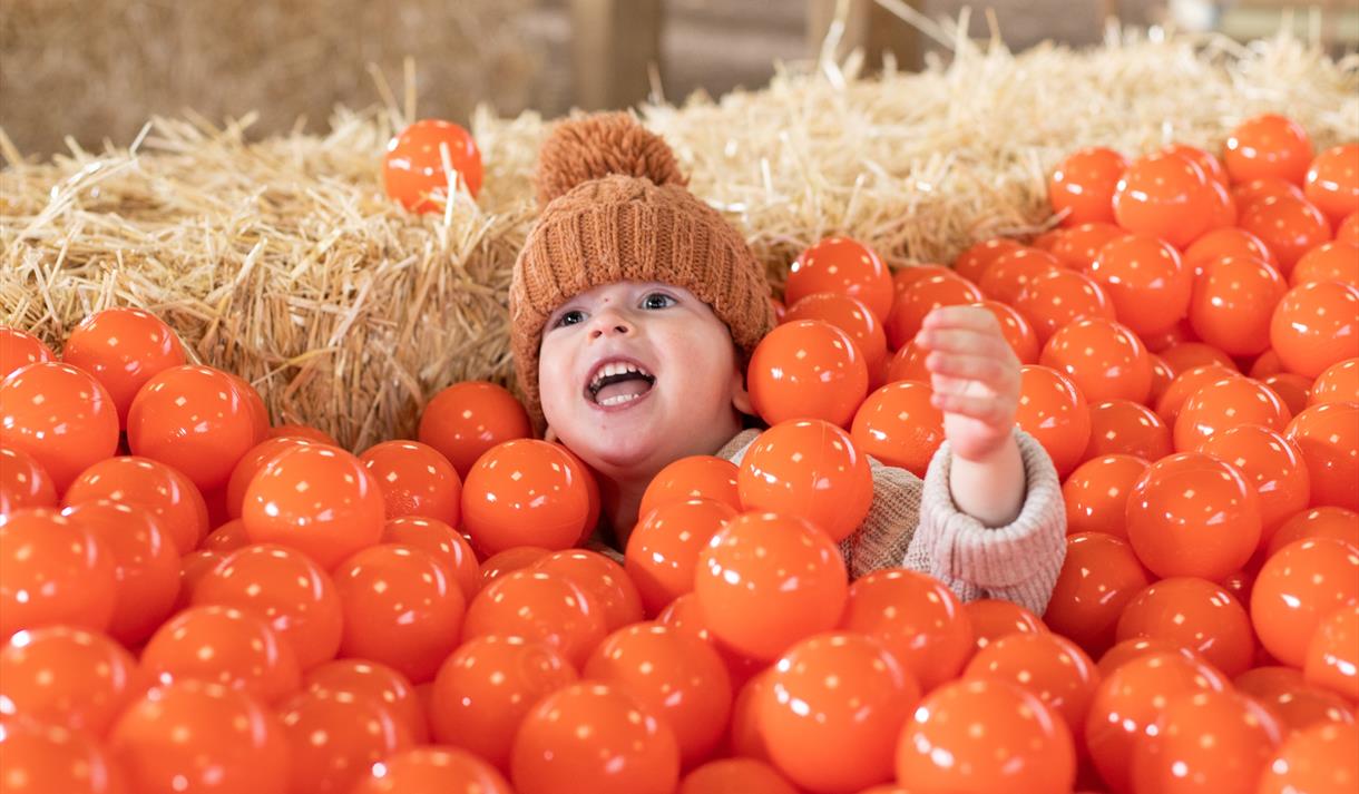 Pumpkins and Picnics