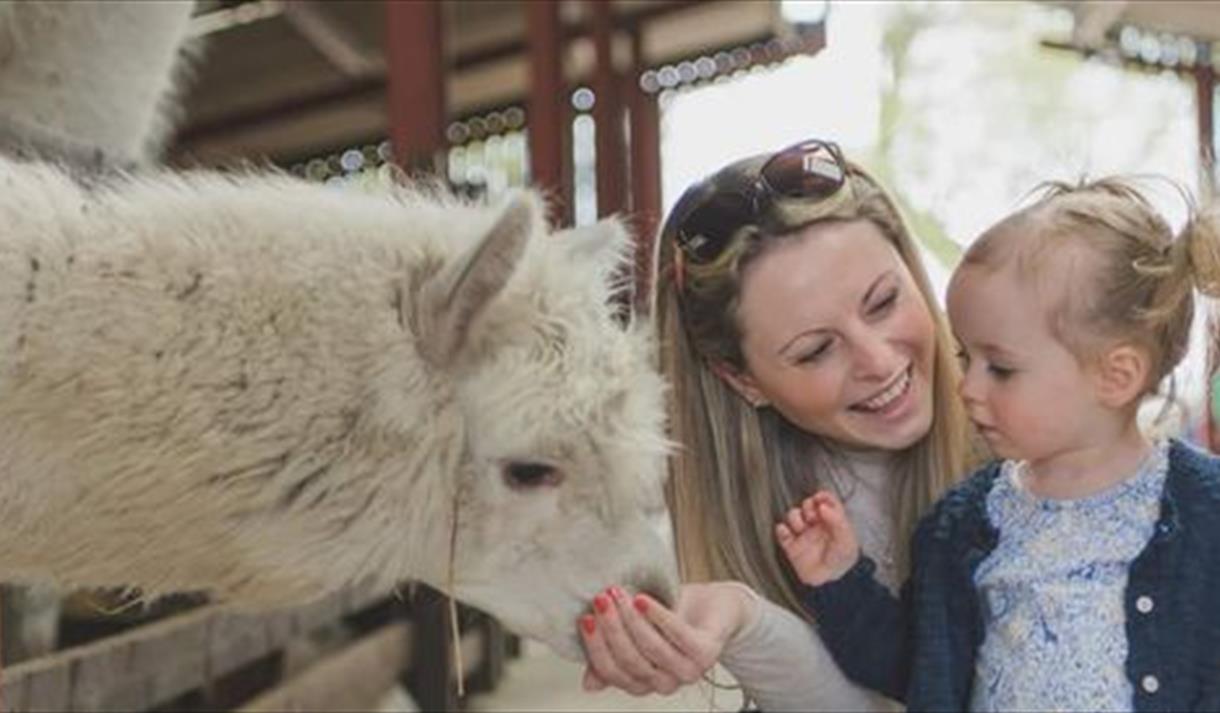 Mother's Day Treat at Windmill Animal Farm