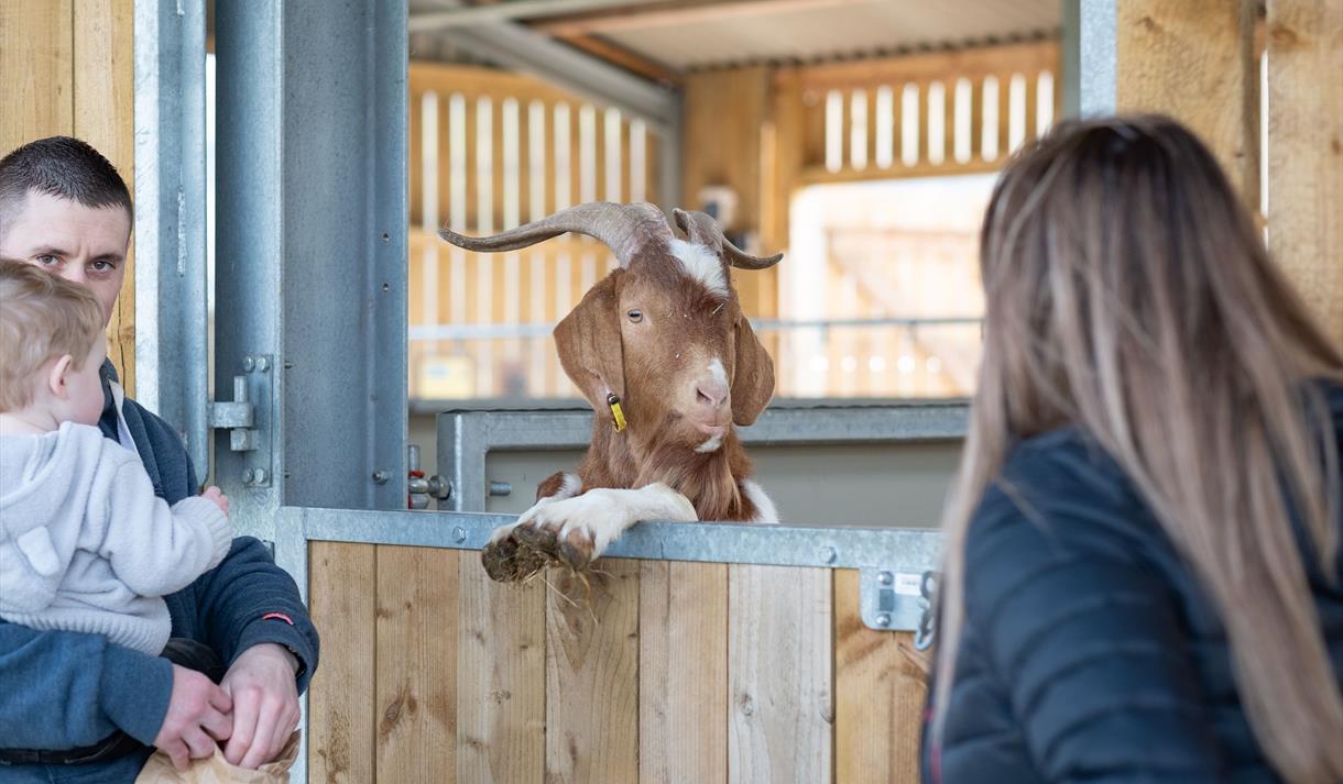 A ram greets and enthralls visitors at the farm.