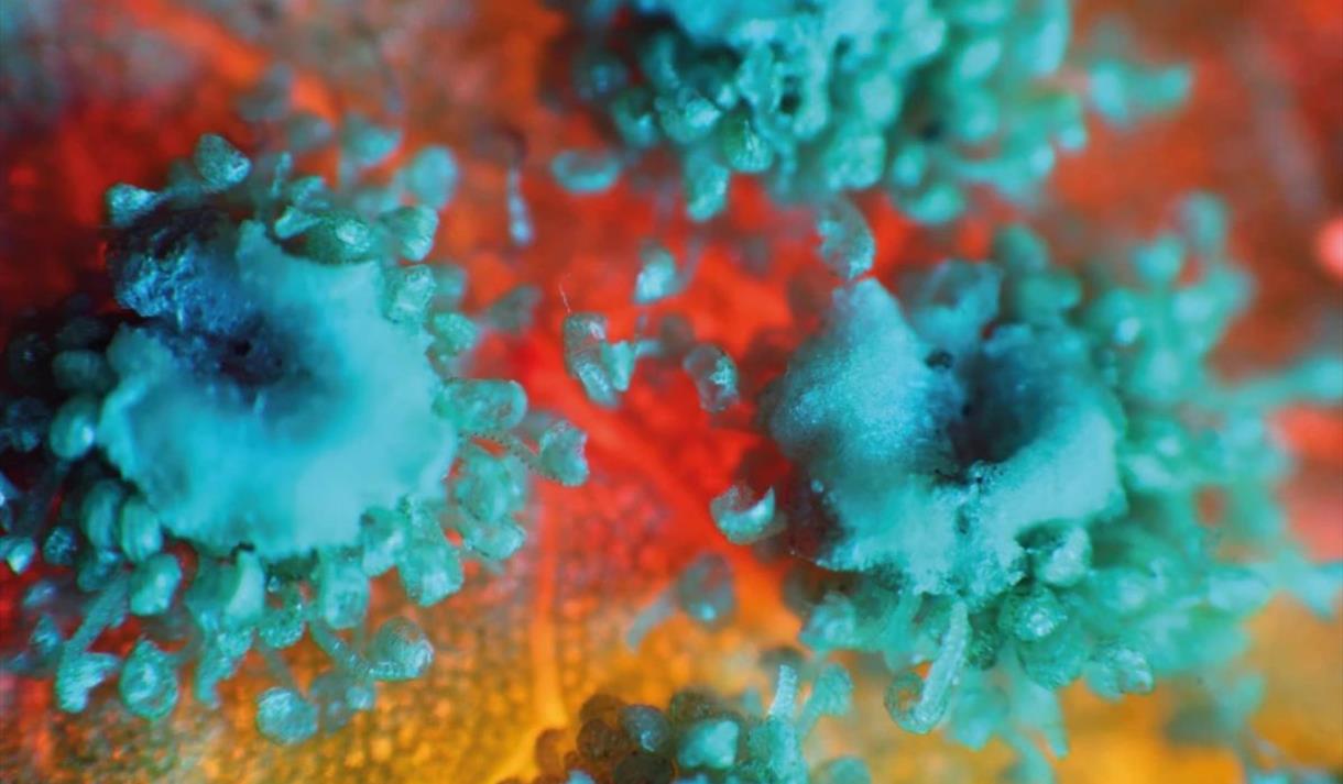 Nature Up Close Exhibition