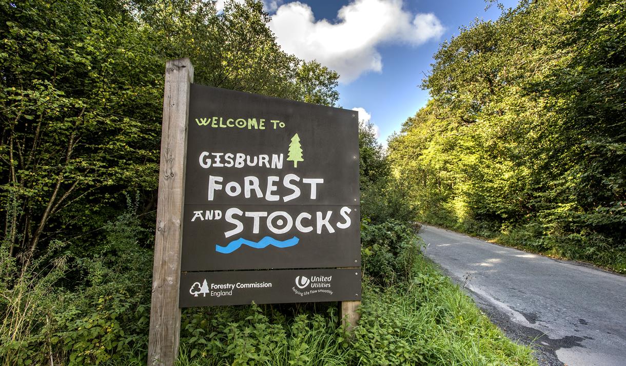 Forest Bathing
