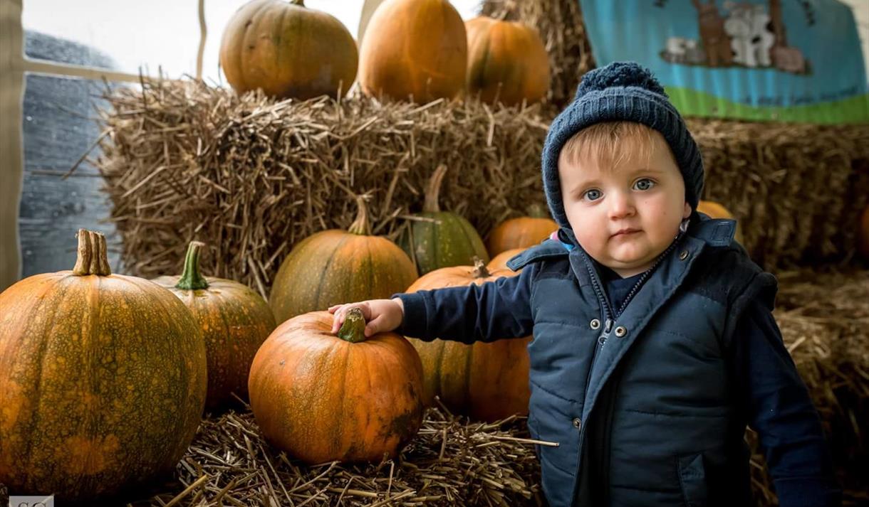 The Pumpkin Picking Adventure