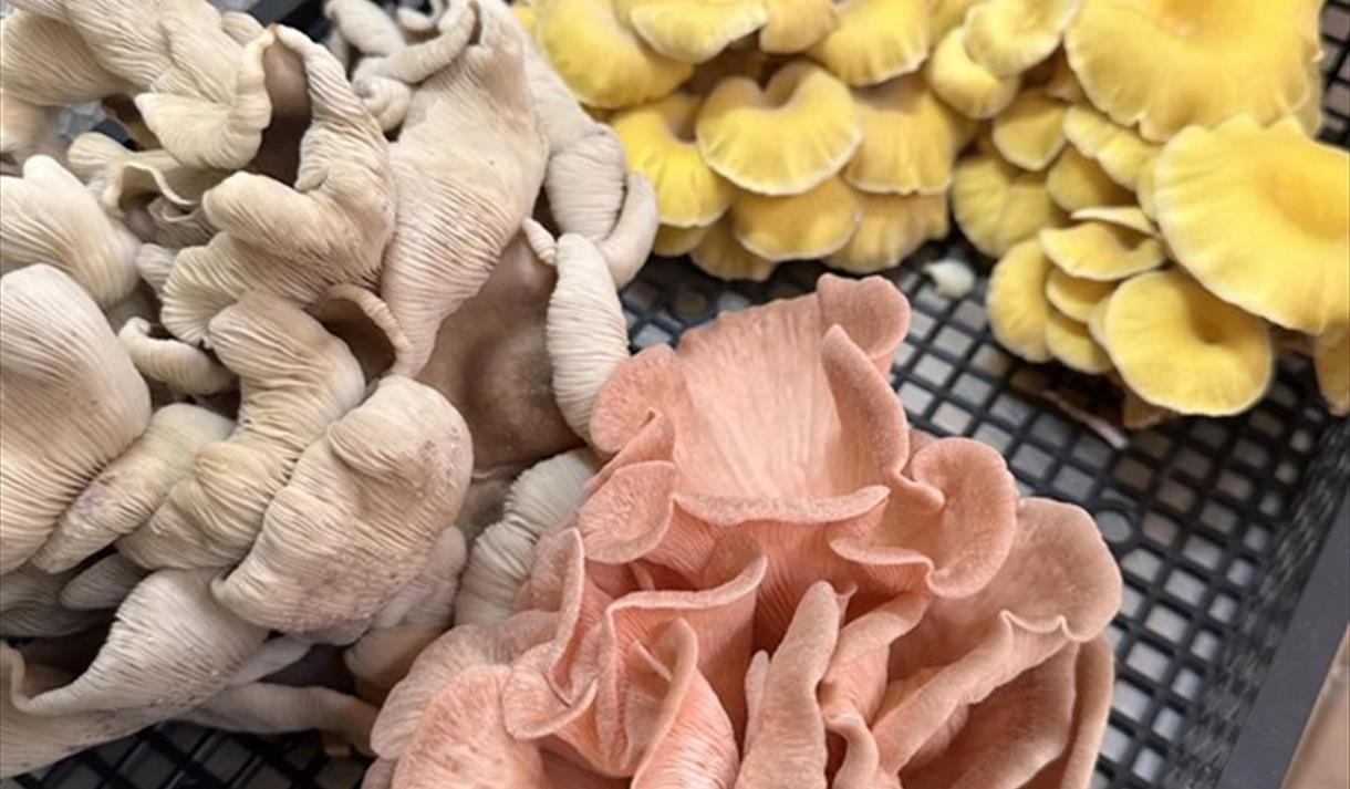 Mushroom Talk, Tasting & Growing Workshop