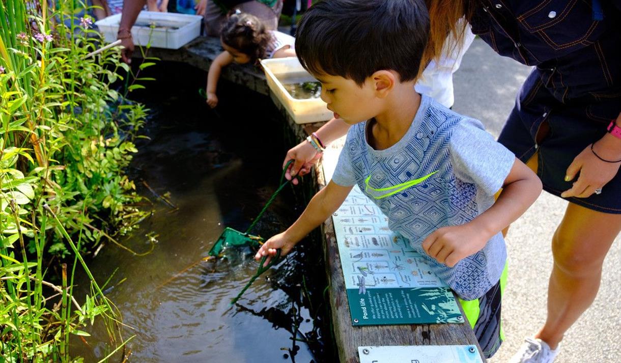 Pond Dipping at WWT Martin Mere