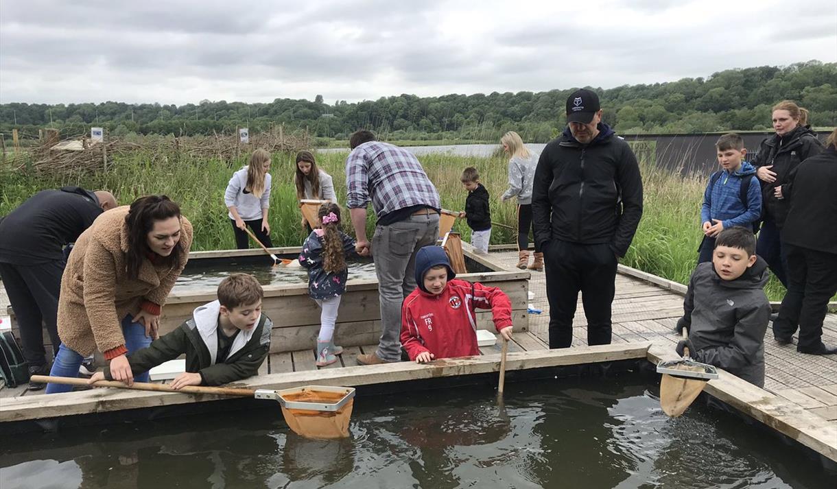 Pond Dipping