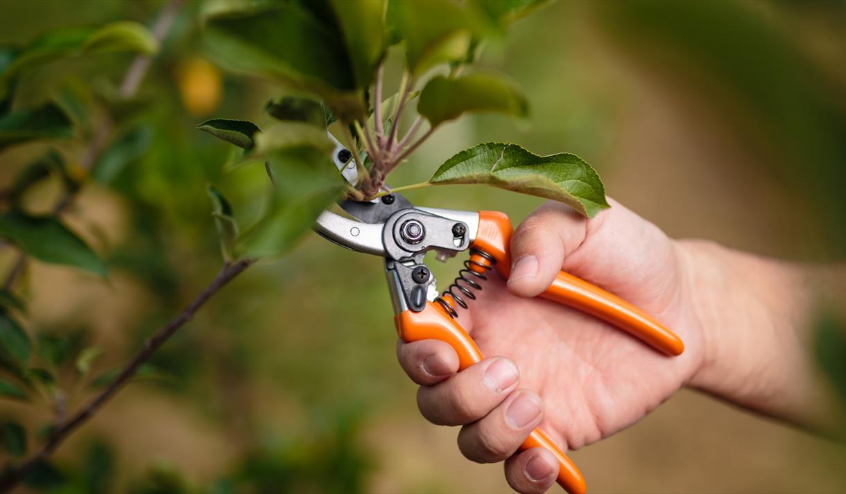 Pruning Masterclass