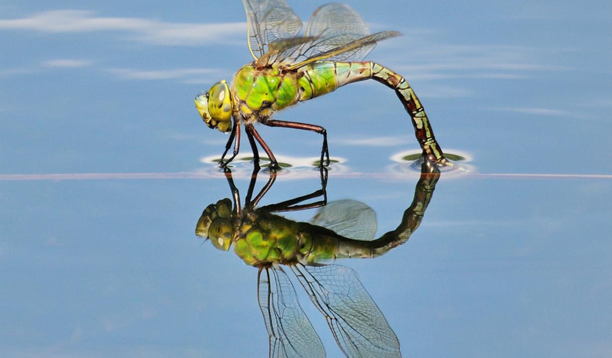 Dragonfly Festival