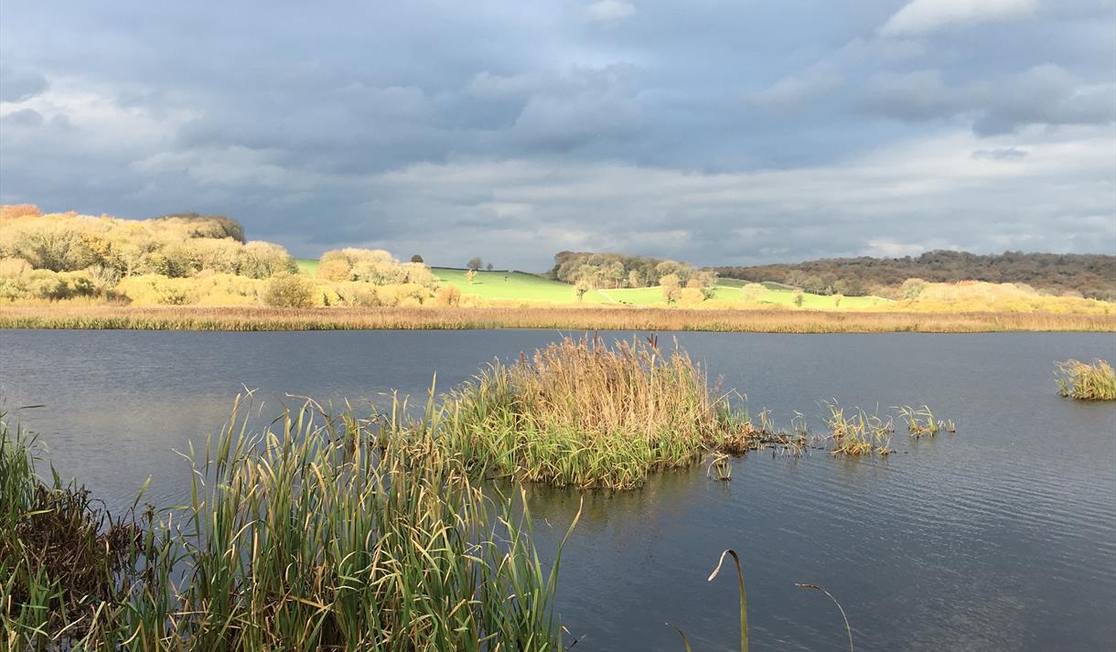 Meander on the Moss guided walk