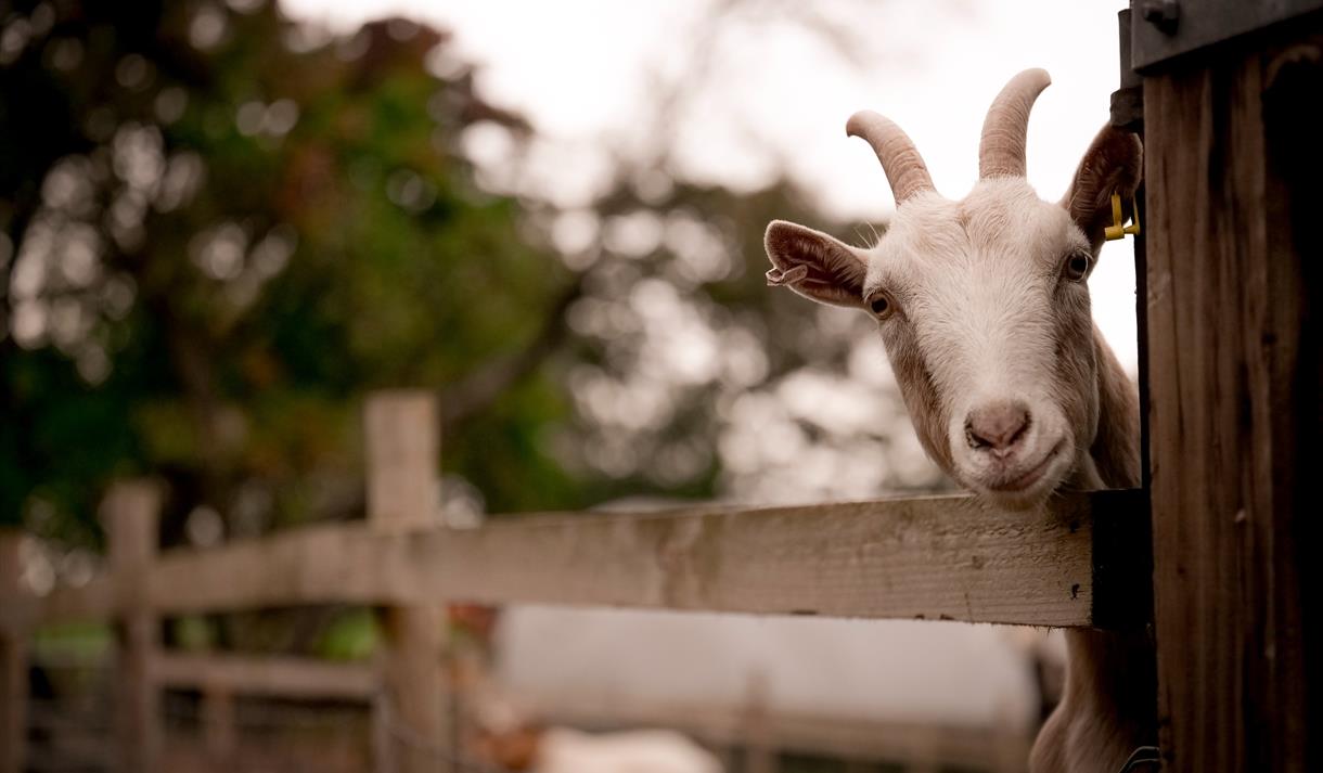 Ridgeway Farm