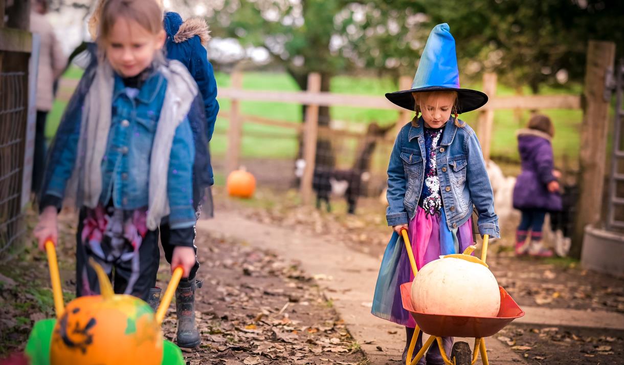 Pumpkin Festival