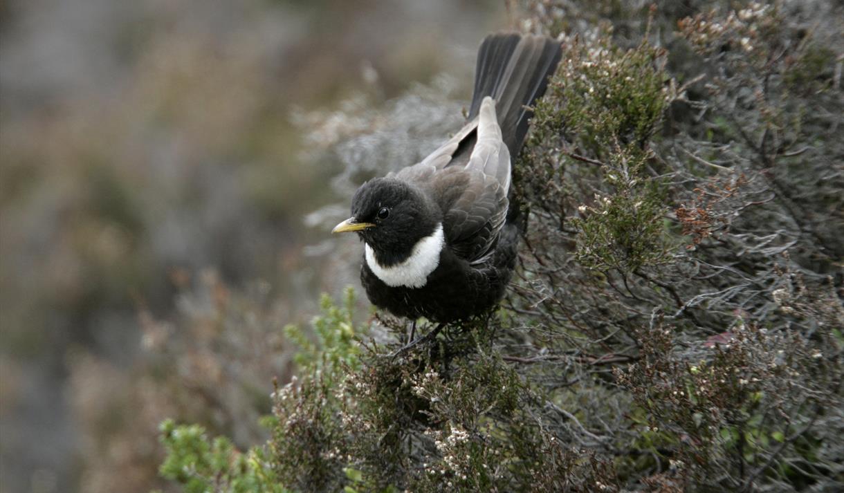 Male ring ouzel bird on heather.