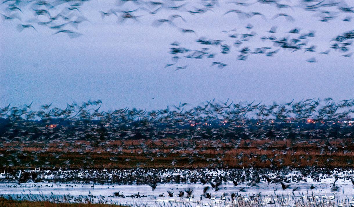 Dawn Flights