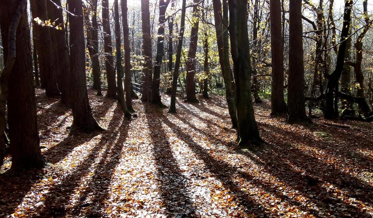 Gisburn Forest sunshine through trees.