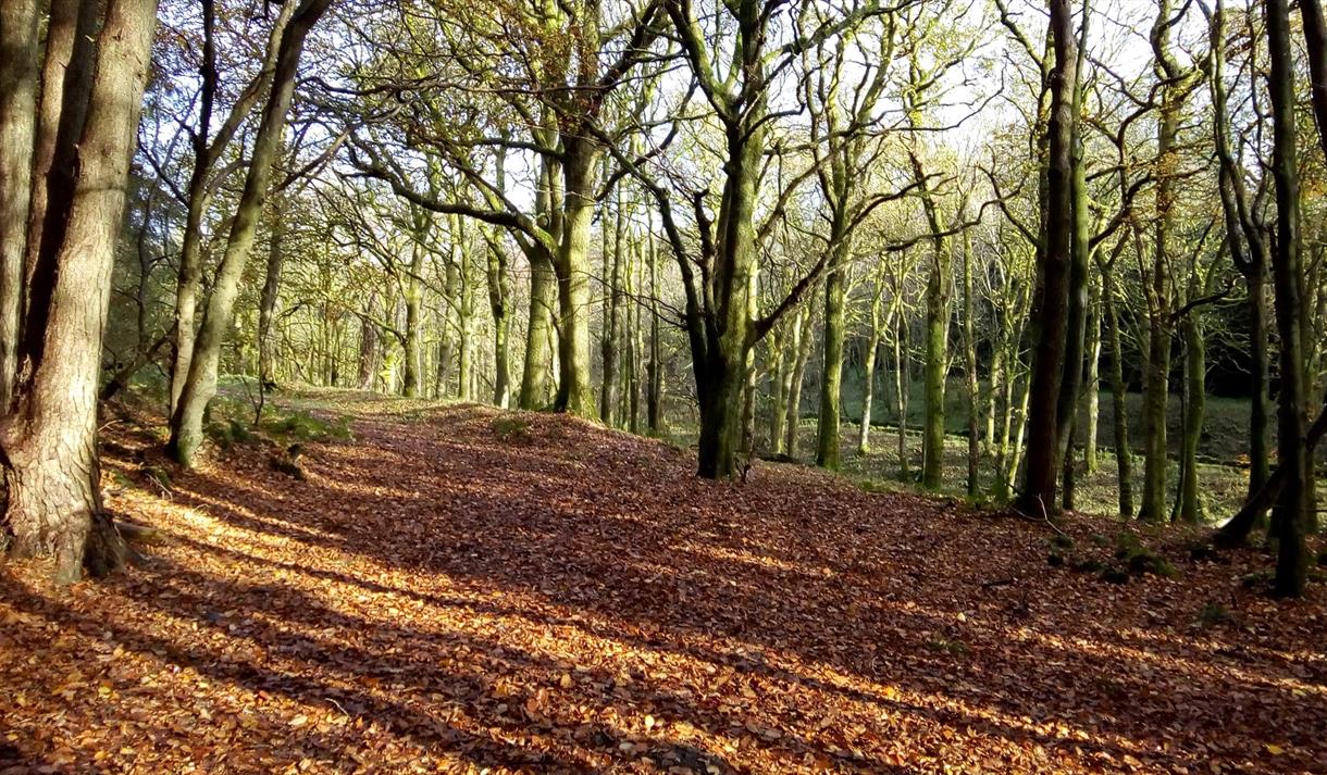 Sunlight through winter trees reflecting onto leafy path.