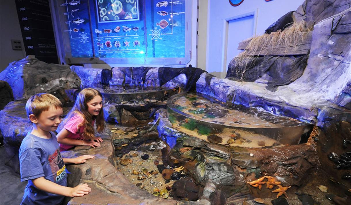 Discover a Sensational Underwater World - SEA LIFE Blackpool