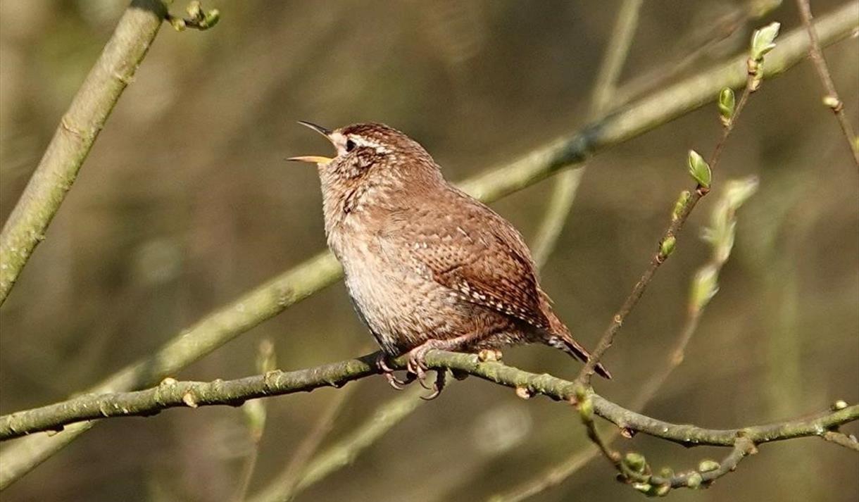 Dawn Chorus guided walk