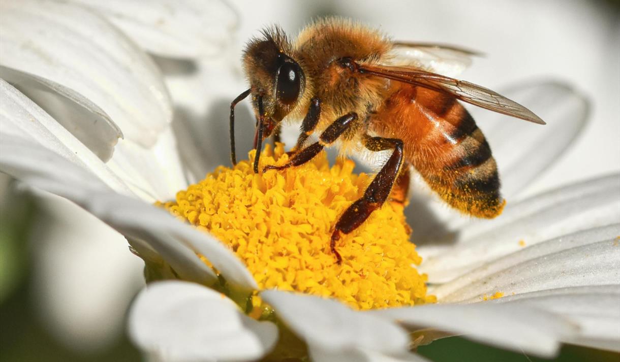 Keep Your Garden Buzzing Workshop