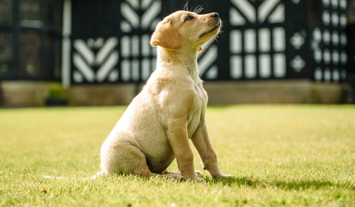 Fun Dog Show at Samlesbury Hall