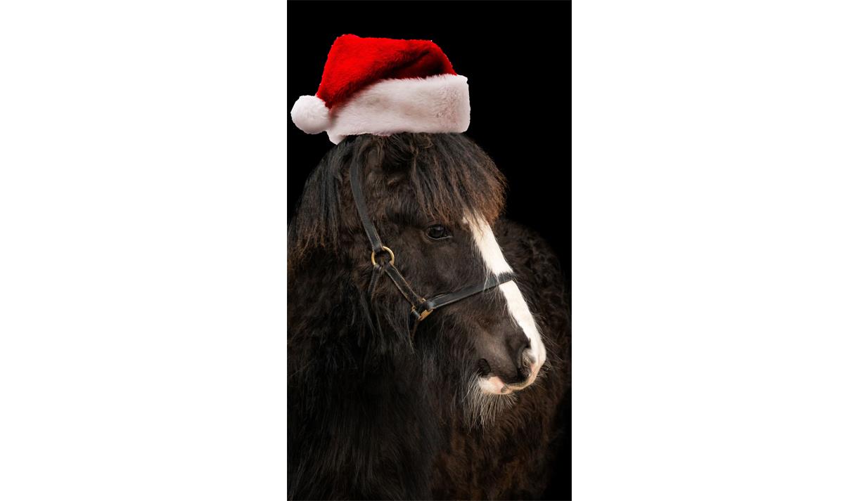 HAPPA Ponies Christmas Display