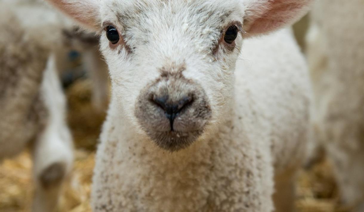 Lambing Live at Mrs Dowsons Farm Park