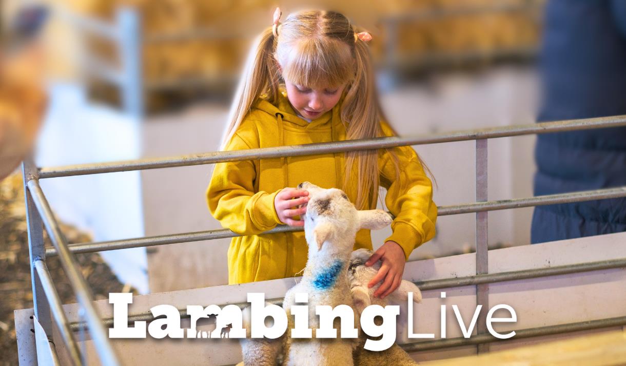 Lambing Live at Mrs Dowsons Farm Park